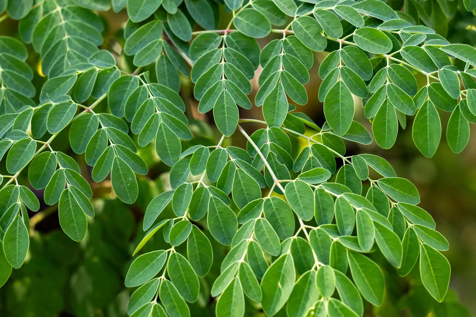 Fresh Moringa oleifera leaves on the branch