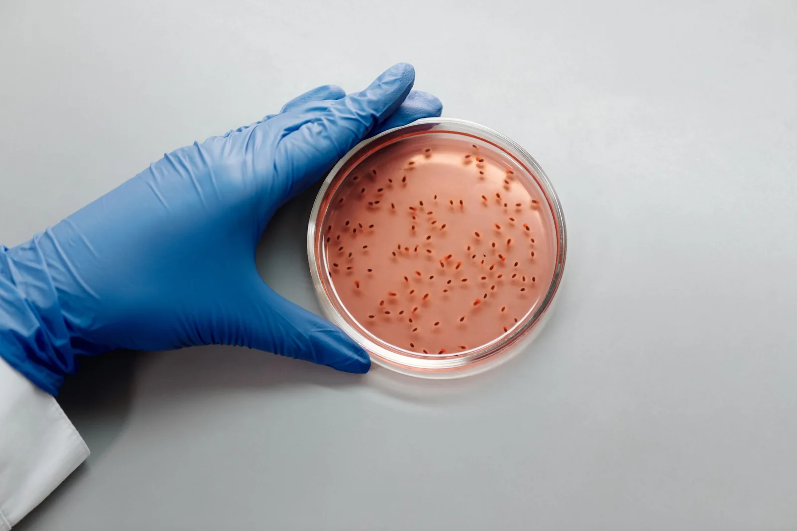 Gloved hand holding a petri dish with bacterial colonies