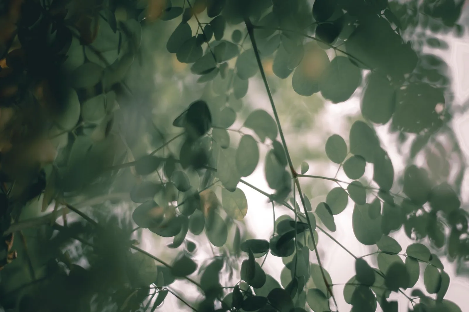Moringa branch with fresh leaflets