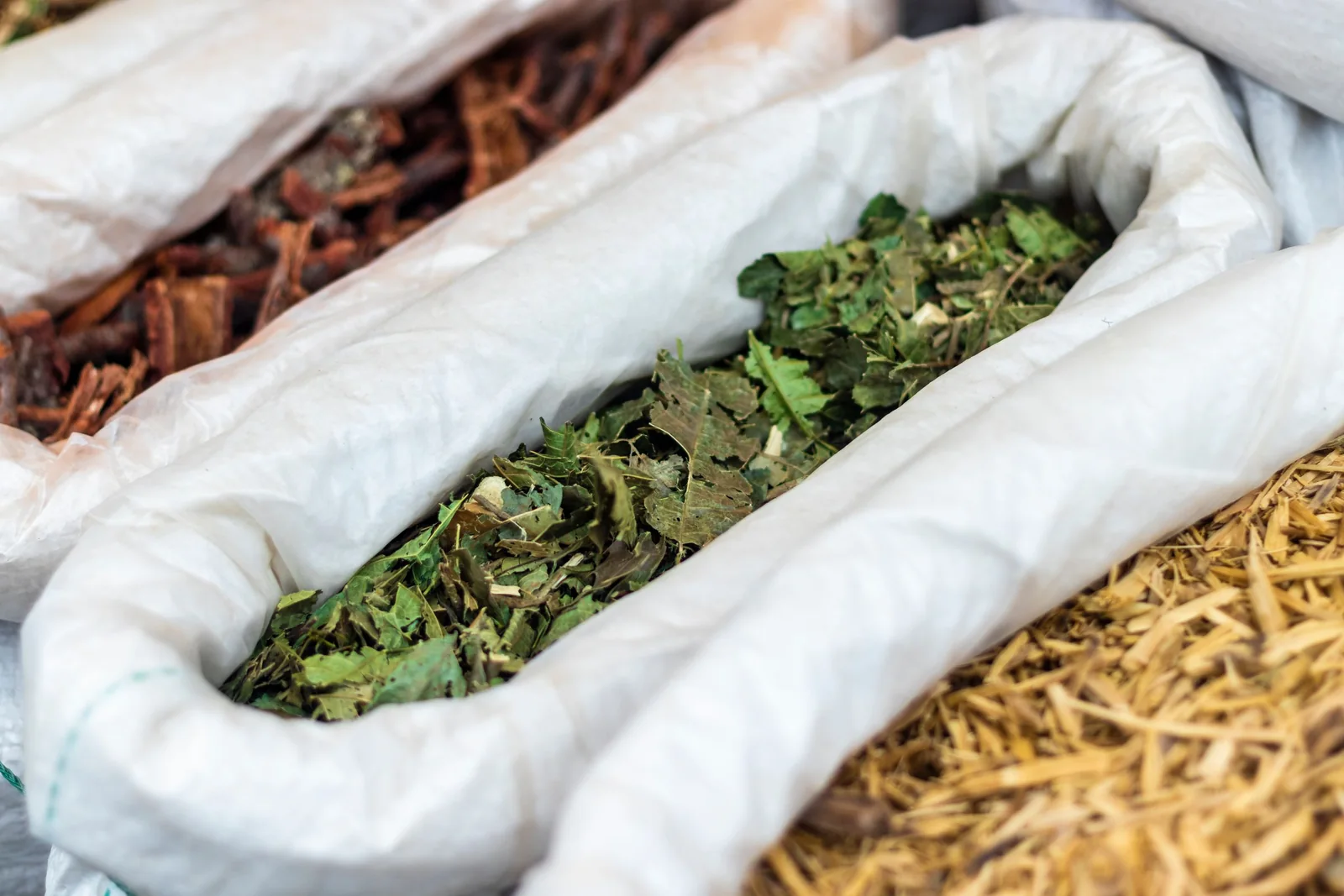 Dried green leaves in a sack, ready for milling