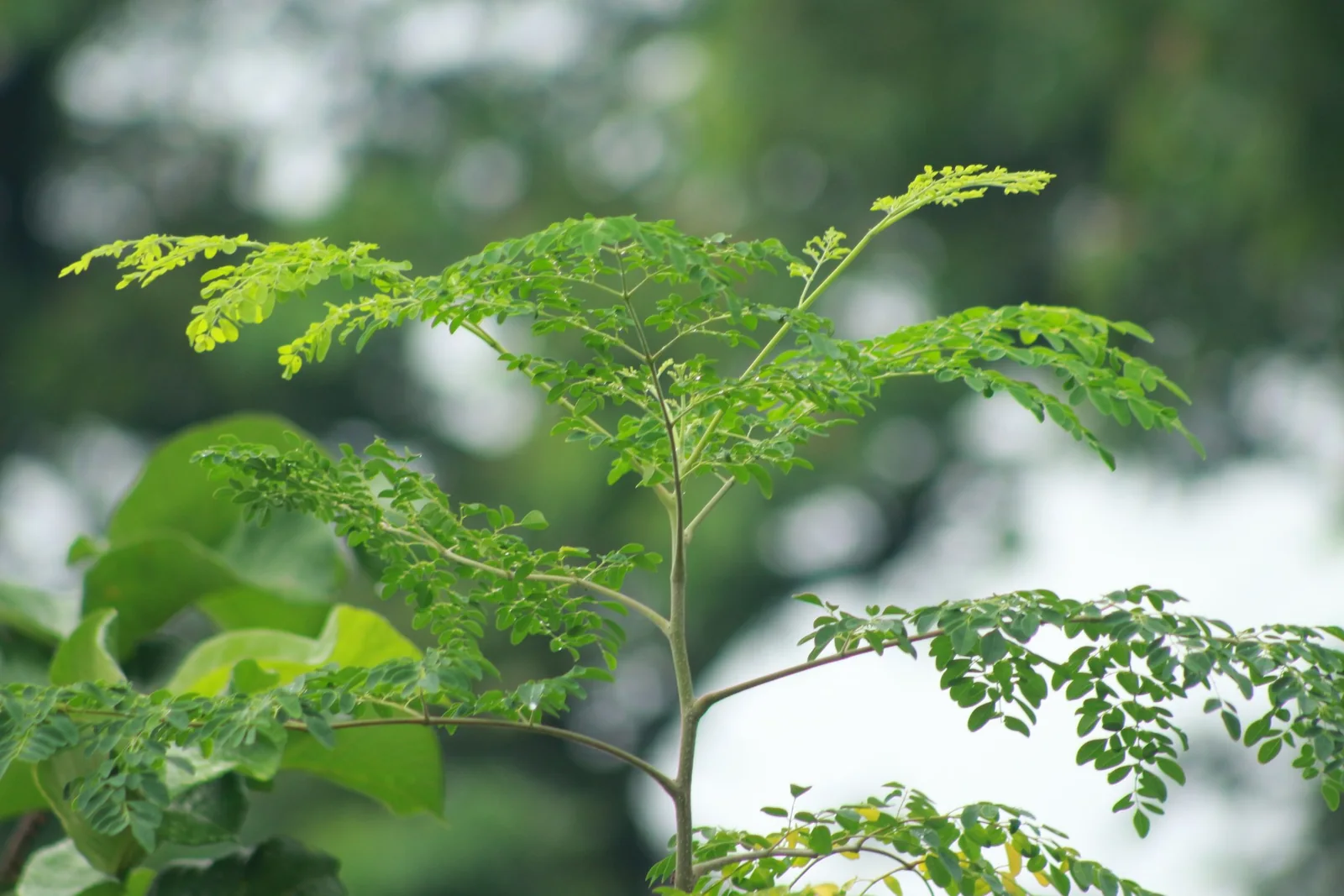 Young moringa plant growing outdoors