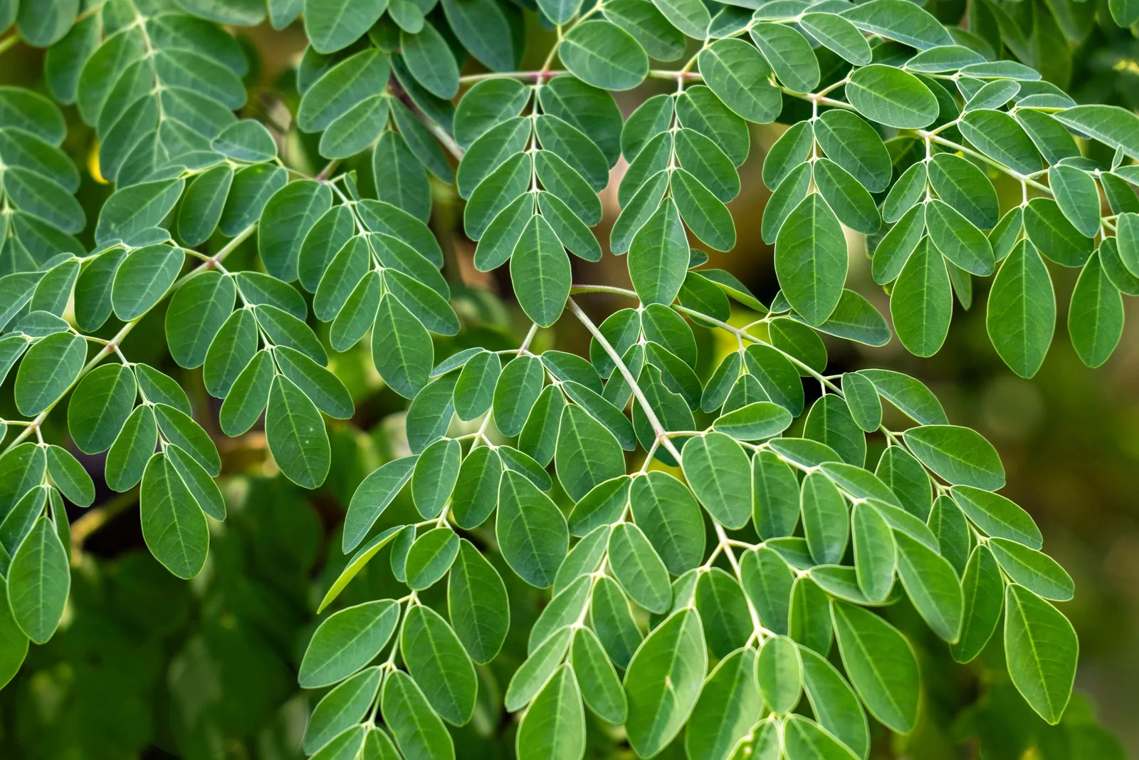Fresh moringa leaves on the branch, ready for harvest