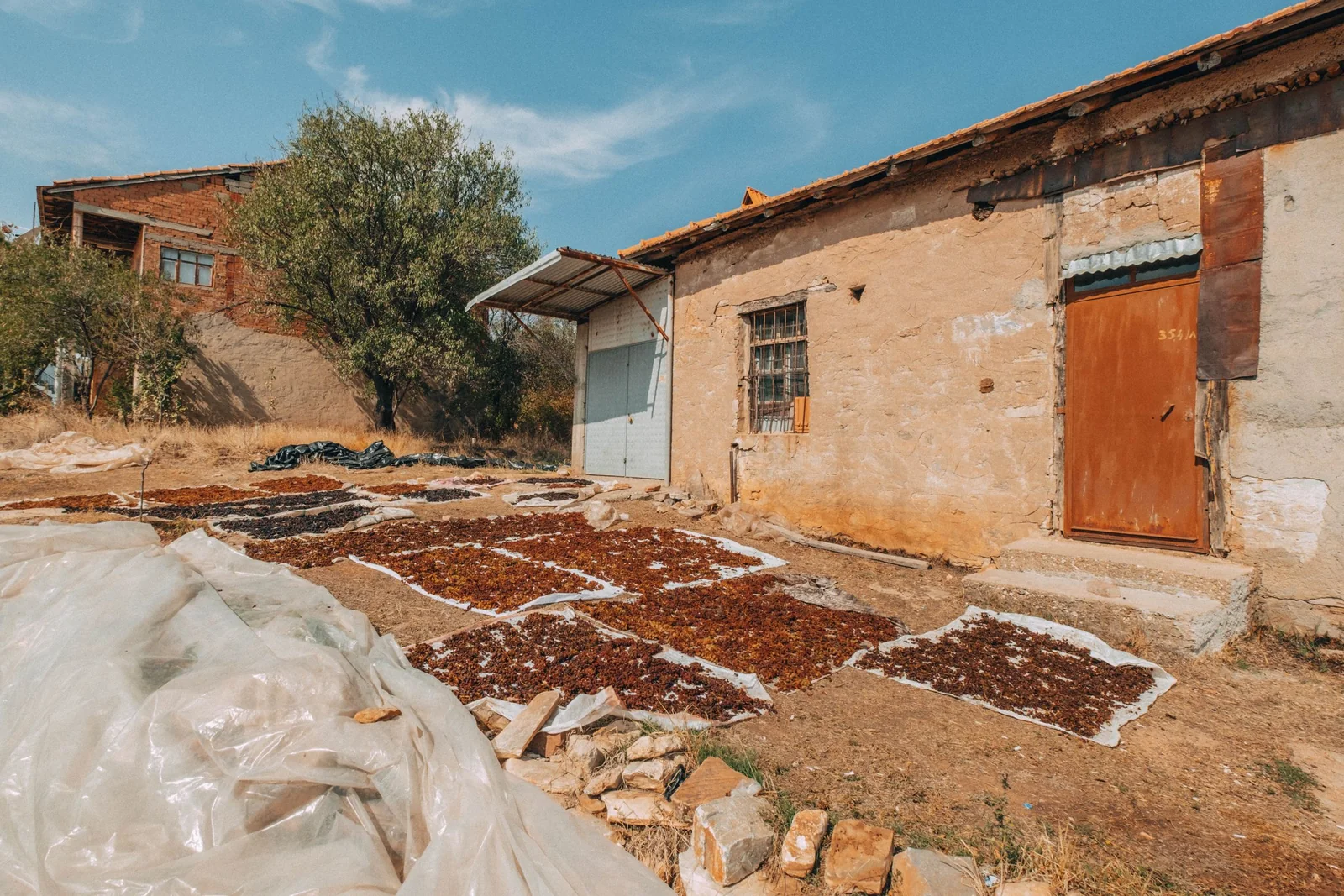 Moringa leaves spread out to dry