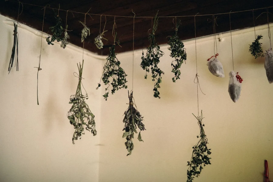 Herb bundles hanging to shade-dry from a line